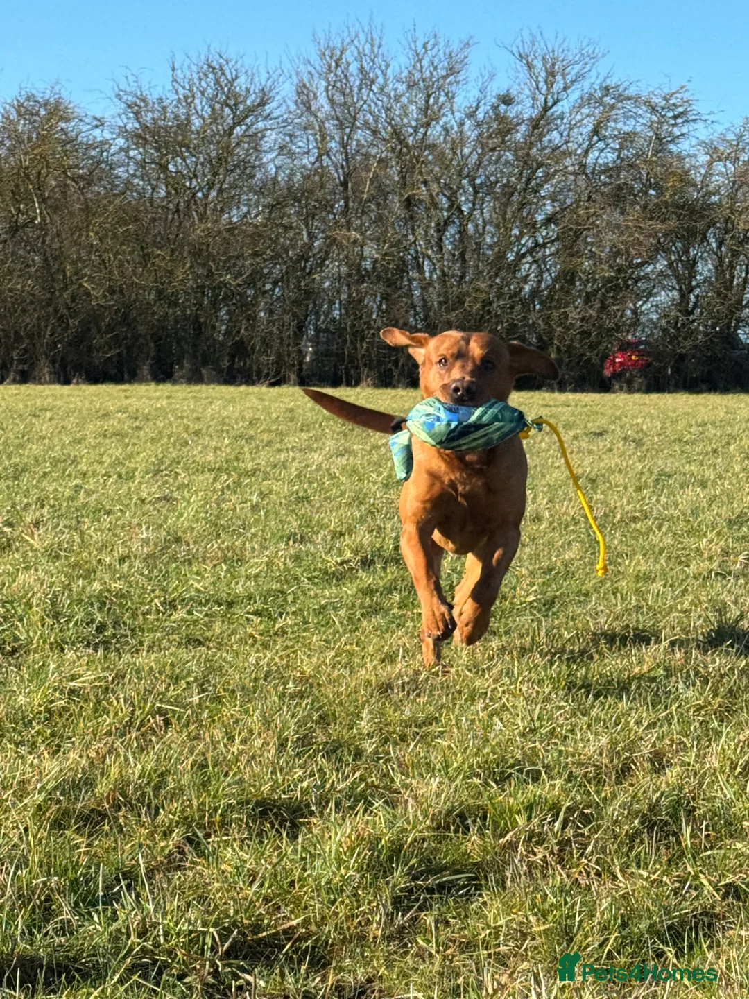 Labrador Retriever dogs for stud: PROVEN & FULLY HEALTH TESTED KC Dark Fox Red Stud  in York - Advert 20