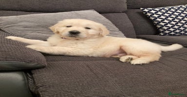 Golden Retriever dogs - Advert 3