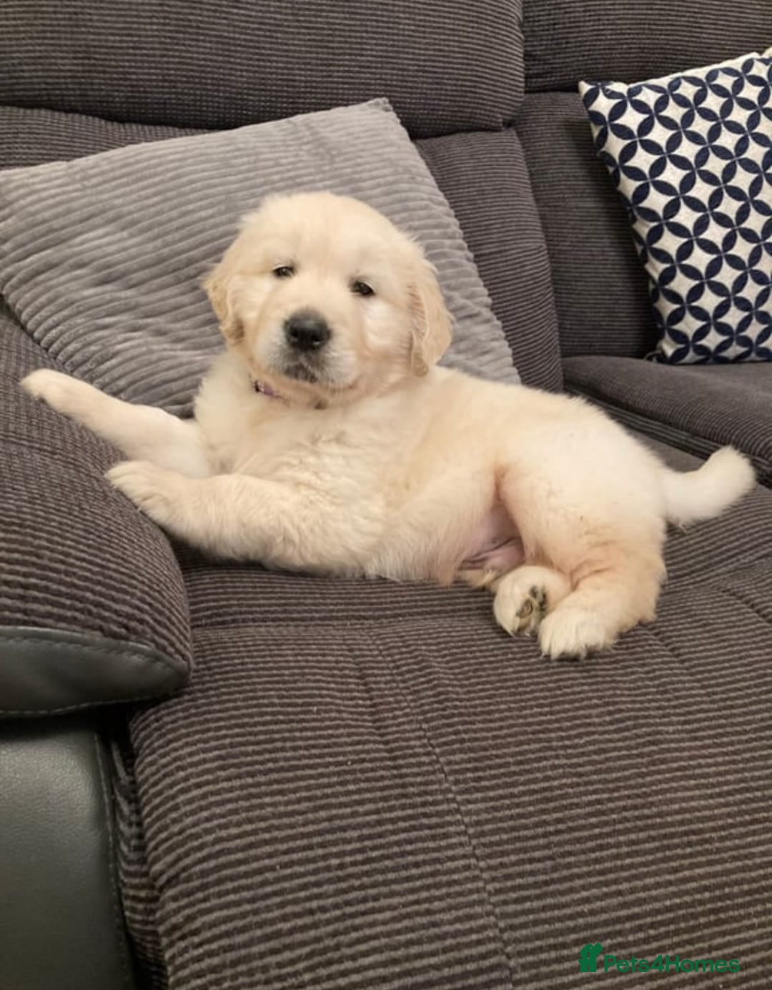 Golden Retriever dogs for sale: HEALTH CHEKED DNA TESTED - Image 2