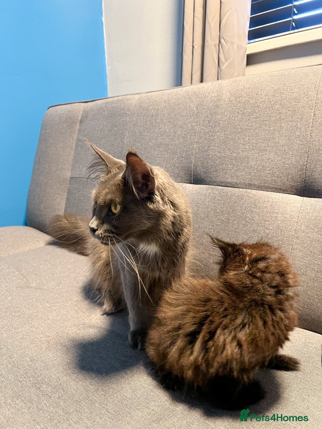Maine Coon cats for sale: Maine Coon-X Kittens, Two Gorgeous Boys Ready - Advert 7