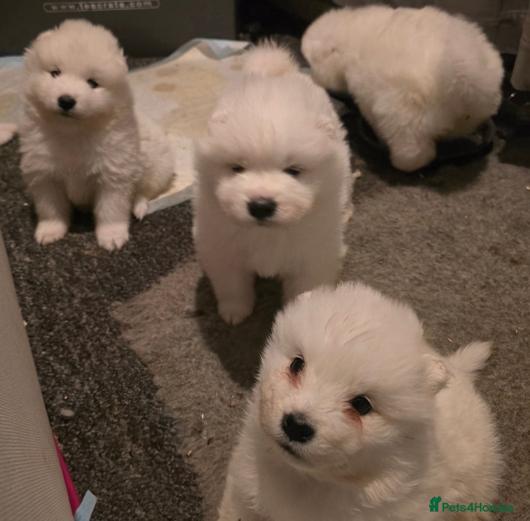 Samoyed dogs for sale: Registered samoyed puppies  - Advert 16