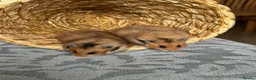 Hamster rodents for sale: Beautiful baby Syrian Hamsters Sheffield - Advert 14
