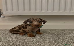 Dachshund dogs for sale: Miniature Dashunds  - Image 2