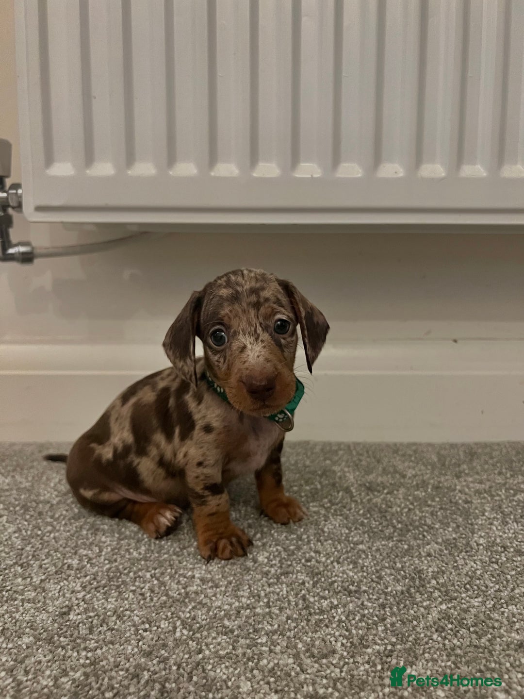 Dachshund dogs for sale: Miniature Dashunds  - Image 2