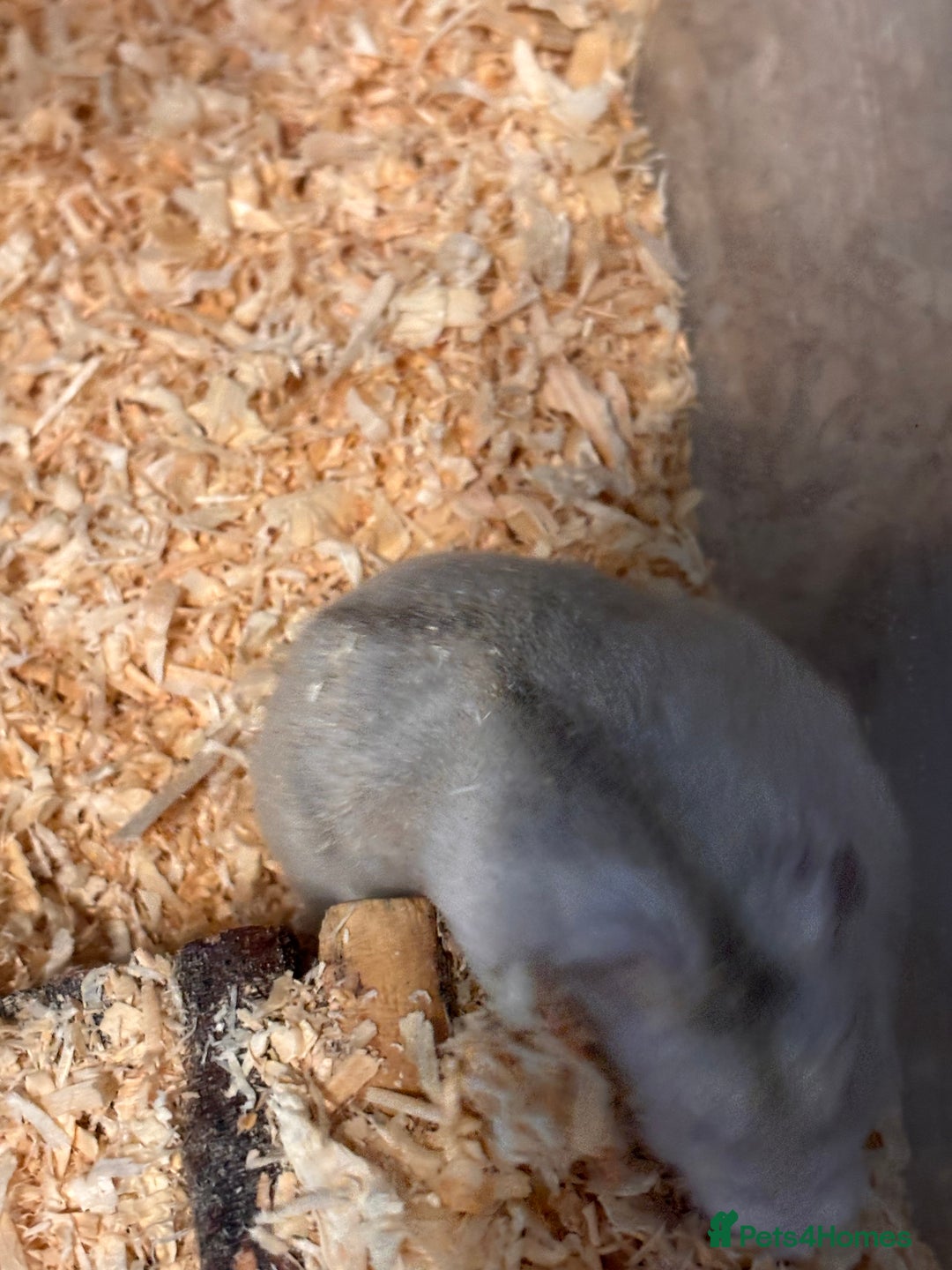 Hamster rodents for sale: Supertamed Russian white dwarf Baby Hamsters - Image 6