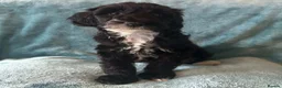 Australian Labradoodle dogs for sale: Australian Labradoodle Small Size  - Advert 15