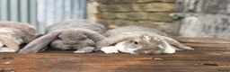 French Lop rabbits for sale: Stunning XL French lops  - Advert 4