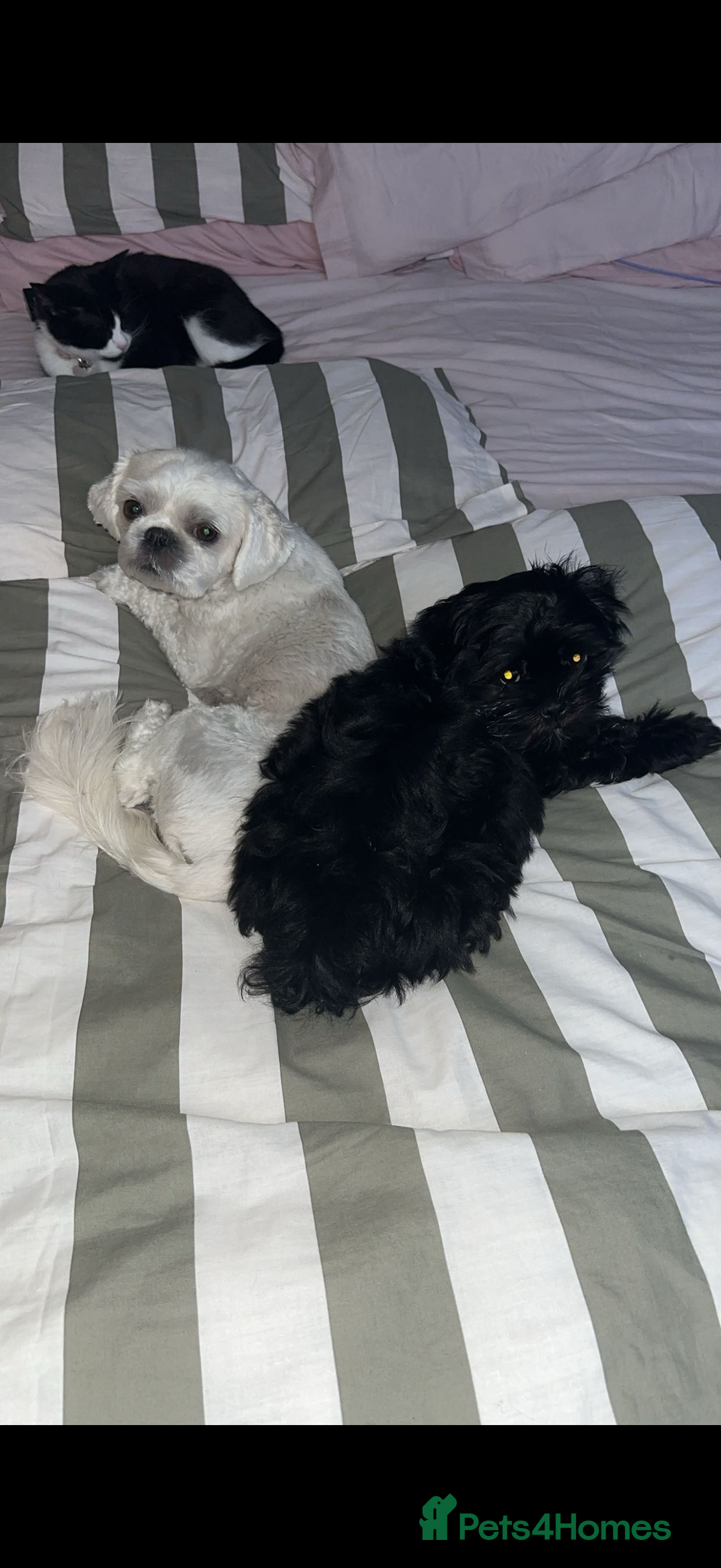 Shih Tzu dogs for sale: Beautiful Shih Tzu for sale  - Advert 2
