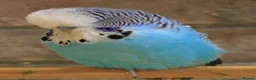 Budgerigars birds for sale: Budgies  in Sleaford - Advert 21