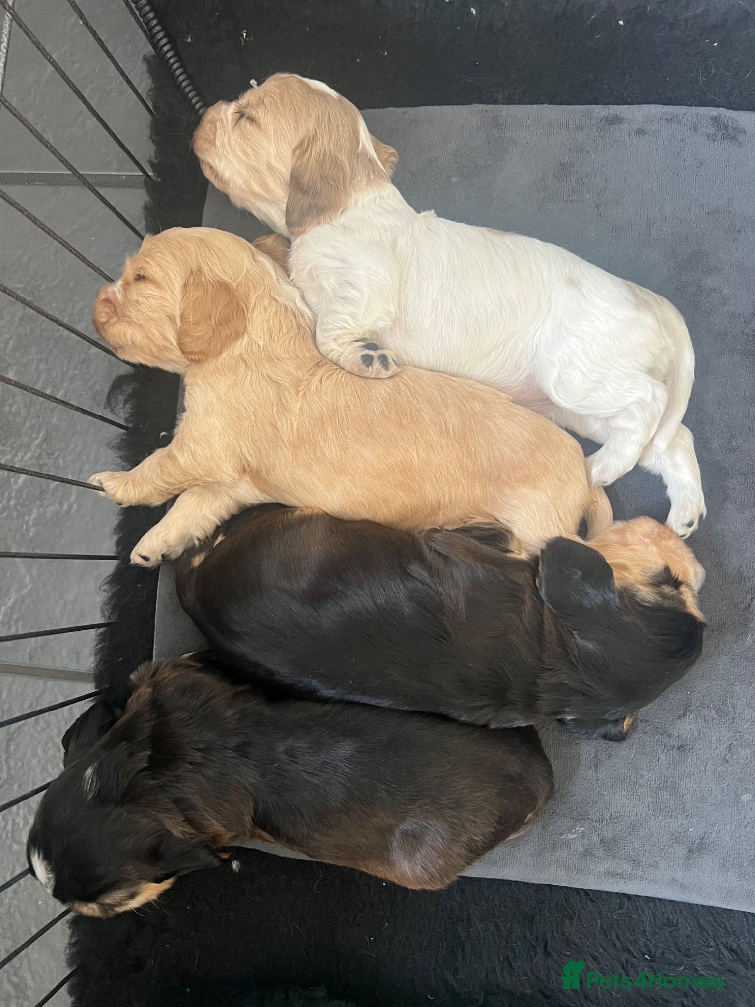 Cocker Spaniel dogs KC Registered Show-Type Cocker Spaniel Puppies - Advert 18