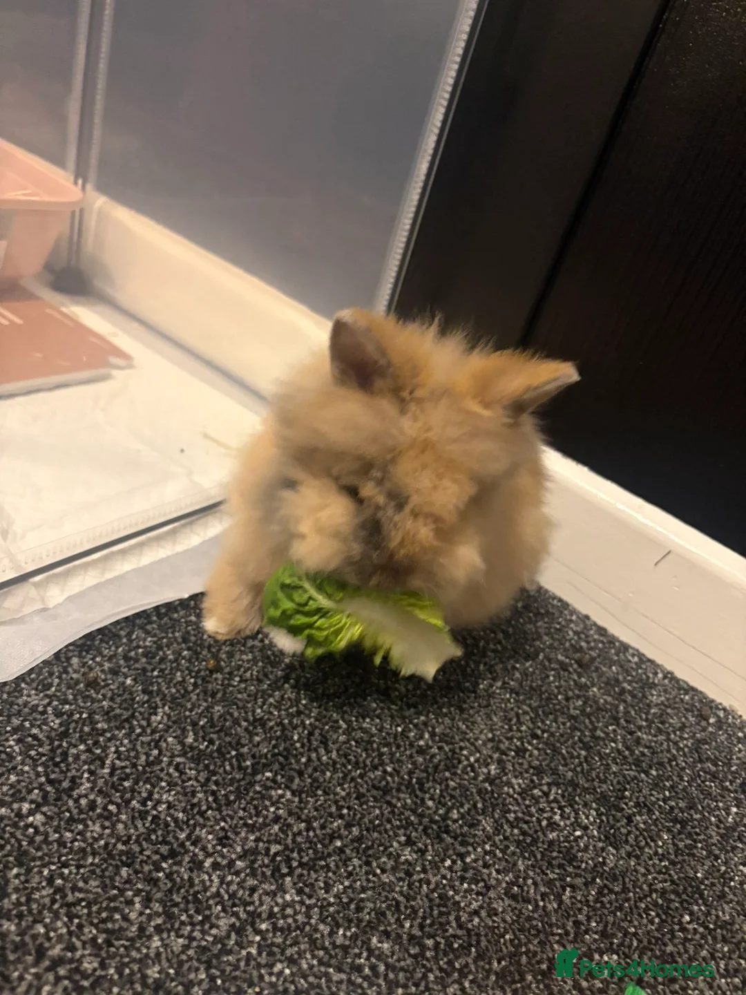 Mini Lion Lop rabbits for sale: Mini lion lop female  in Burntwood - Advert 2