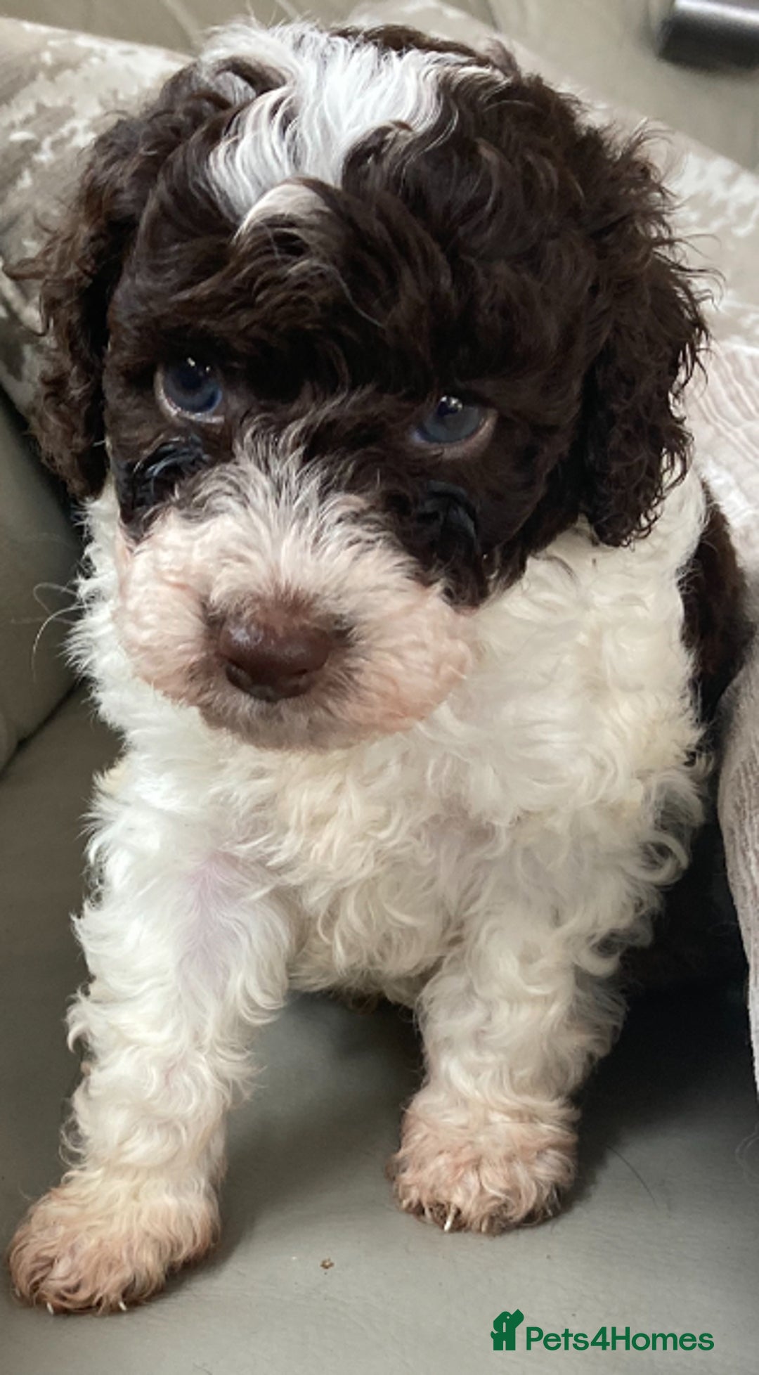 Cavapoo dogs for sale: Miniature poodle x cavapoo  - Image 4