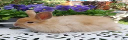 Angora rabbits for sale: ANGORA X DOUBLE LION HEAD BABIES  - Advert 3