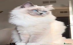 Ragdoll cats for sale: Cute Ragdoll kitten for sale ready for rehoming  - Advert 8