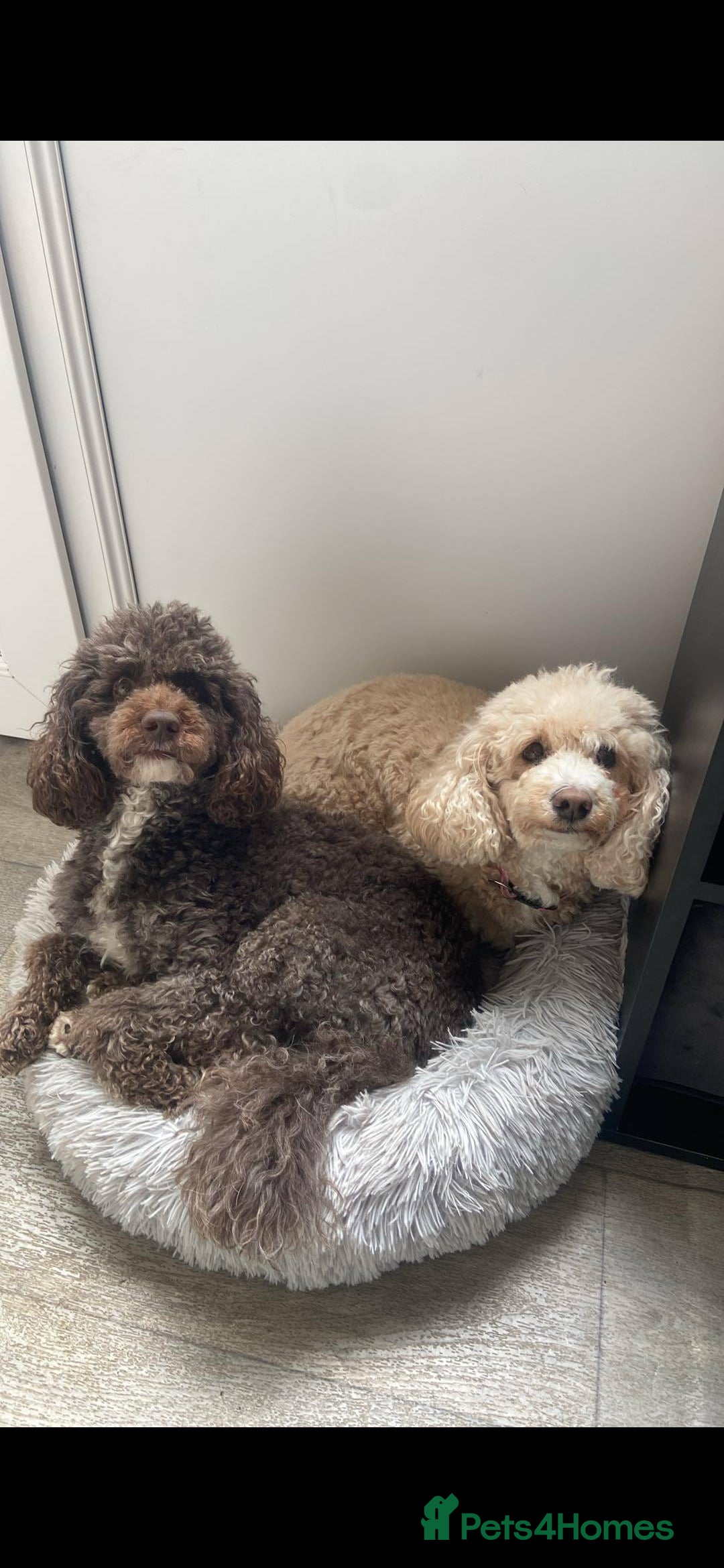 Miniature Poodle dogs for stud: Proven🏆, miniature poodle - Image 11