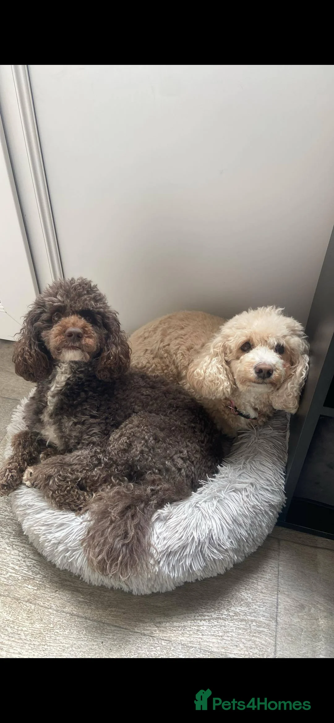 Miniature Poodle dogs for stud: Proven🏆, miniature poodle - Advert 12