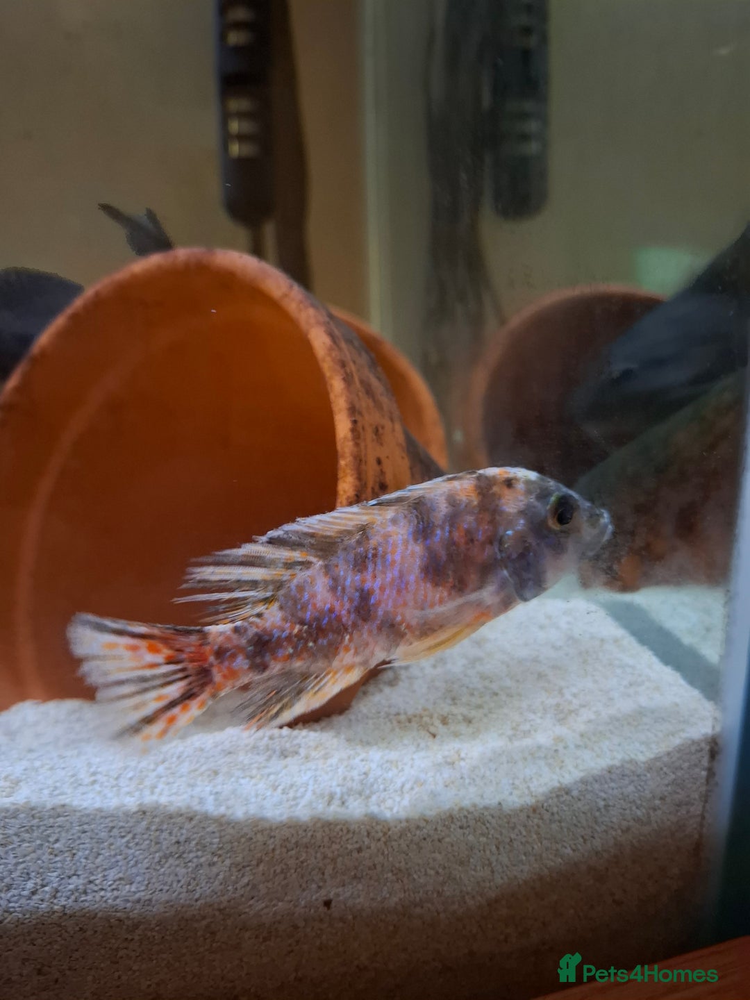 Cichlids fish for sale: Tropical fish  - Advert 5