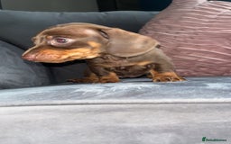 Miniature Dachshund dogs for sale: 5 gorgeous mini dachshund puppies - Image 14