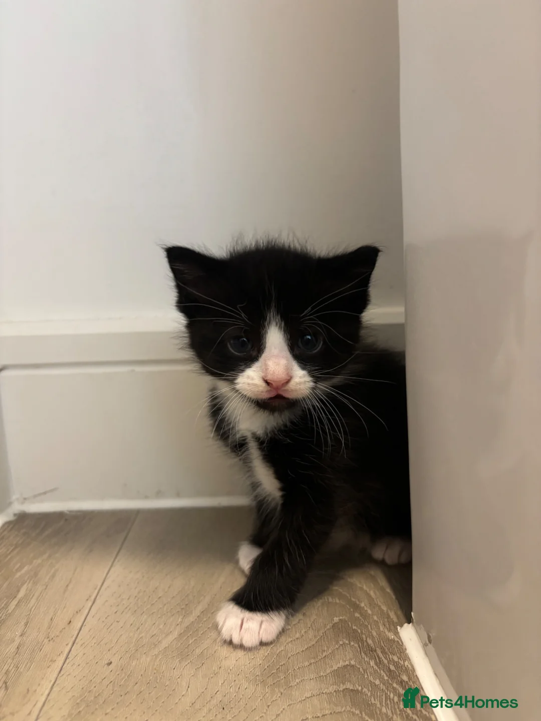 Mixed Breed cats for sale: Turkish angora / main coon - Advert 5