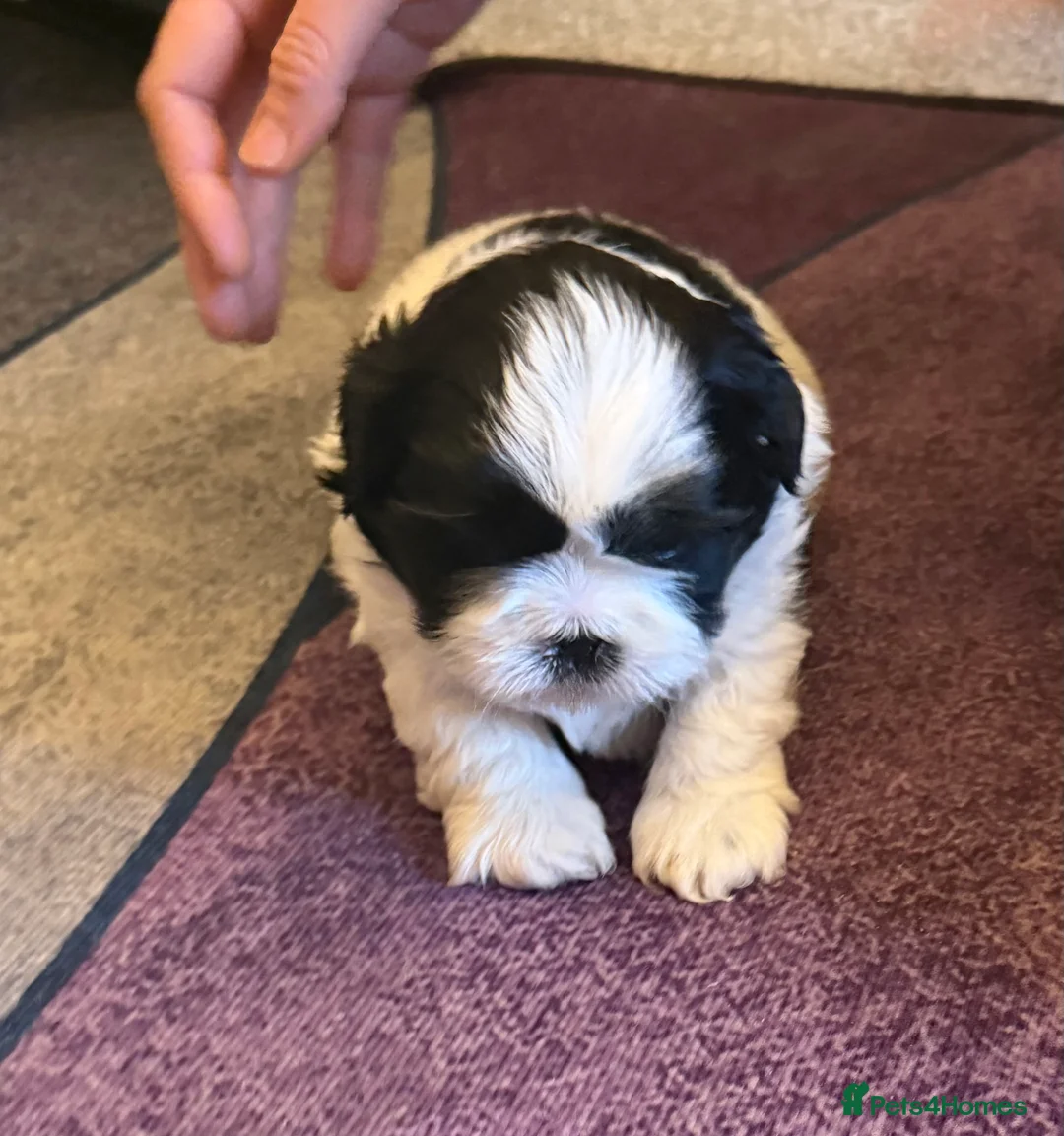 Shih Tzu dogs for sale: Beautiful Shih Tzu’s - STUNNING pure breds - Advert 12