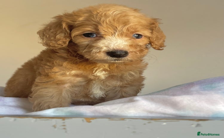 Cockapoo dogs - Advert 2