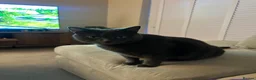 Russian Blue cats for sale: Pebbles in Leeds - Advert 6