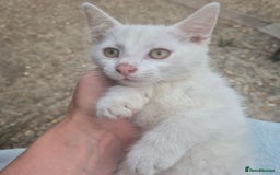 British Shorthair cats for sale: Two beautiful BSH kittens  - Image 4