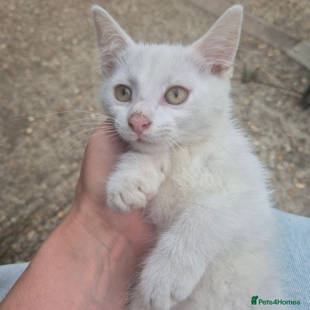British Shorthair cats for sale: Two beautiful BSH kittens  - Image 4