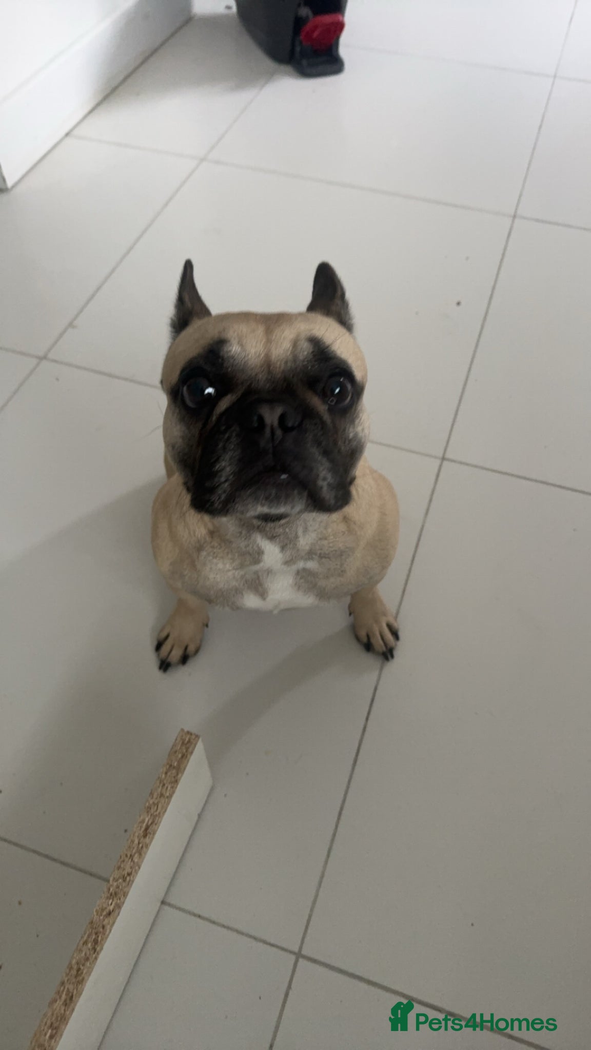 French Bulldog dogs Loving Home Wanted - Frenchie  - Advert 13