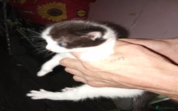 Mixed Breed cats for sale: Kittens for sale  - Image 34