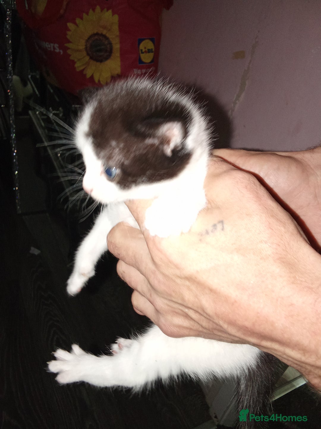 Mixed Breed cats for sale: Kittens for sale  - Image 34