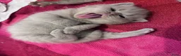 British Shorthair cats for sale: British Short Hair Kittens - Advert 11