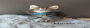 Maine Coon Kitten 4