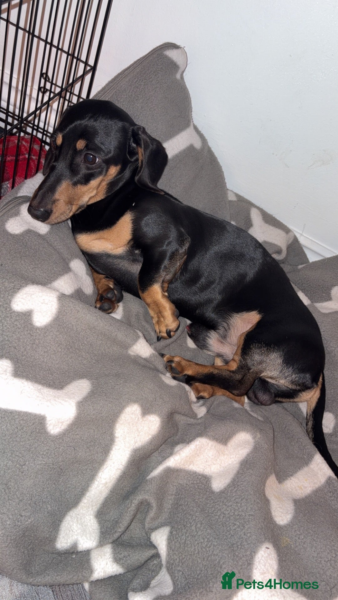 Dachshund dogs 10 month old miniature dauchand - Advert 5