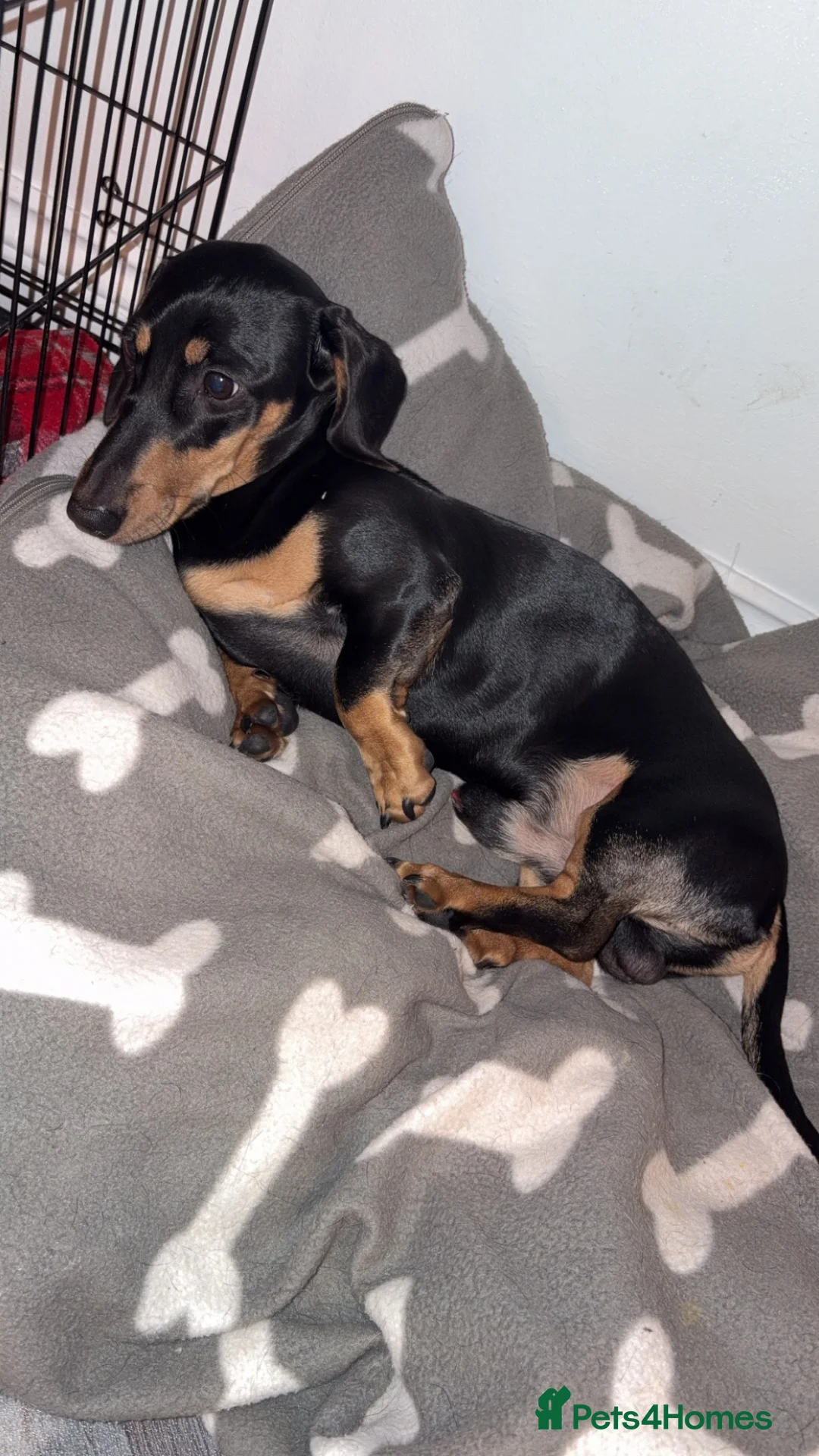 Dachshund dogs for sale: 10 month old miniature dauchand in Guisborough - Advert 2