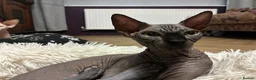 Sphynx cats for sale: Solid Black Female Canadian Sphynx  - Advert 1
