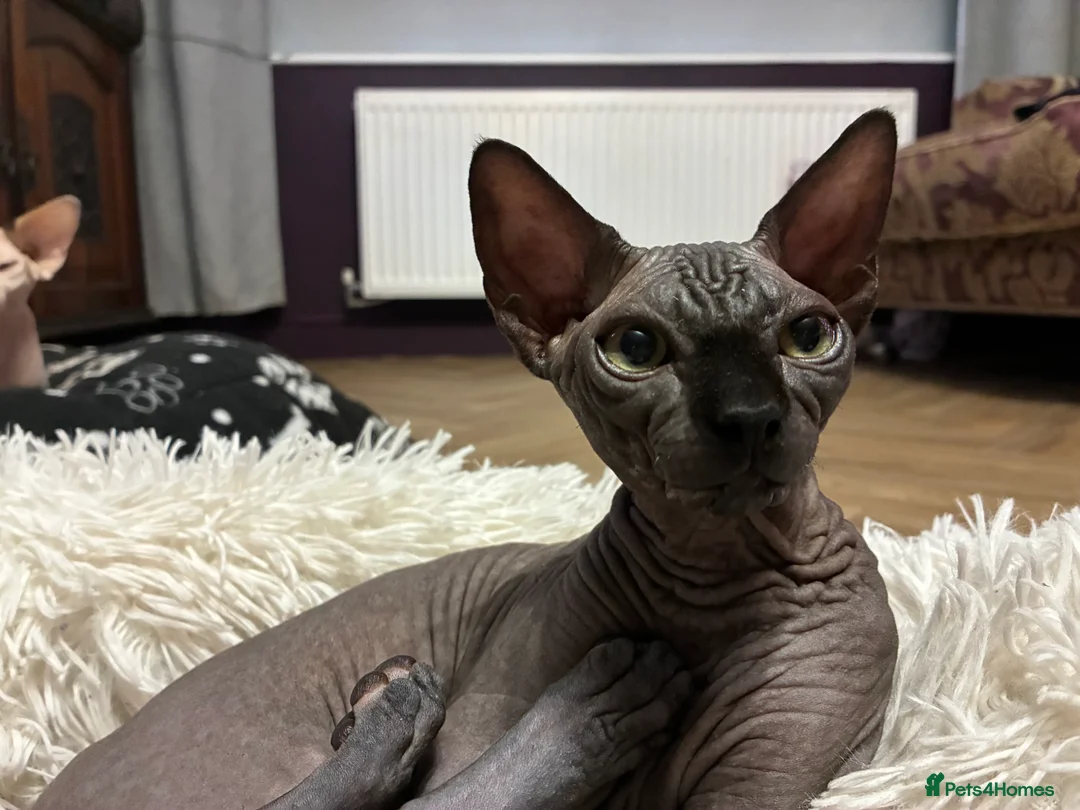 Sphynx cats for sale: Solid Black Female Canadian Sphynx  - Advert 1