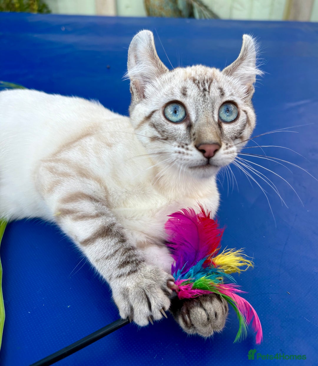 Keetso cats for sale: Wild looking polydactyl curled eared snow leopard  - Image 35