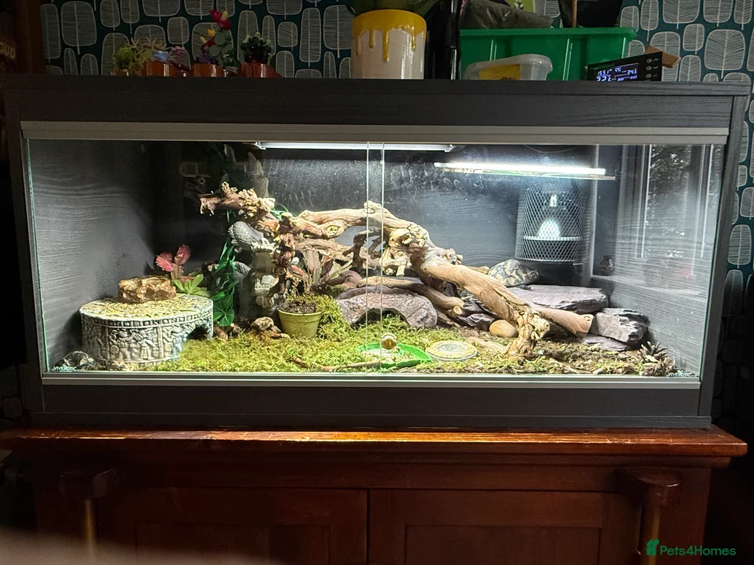 Leopard Gecko reptiles for sale: Leopard Gecko full setup and lizard - Advert 6