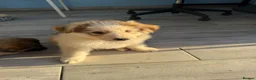 German Shepherd dogs for sale: German shepherd puppies for sale  - Advert 9