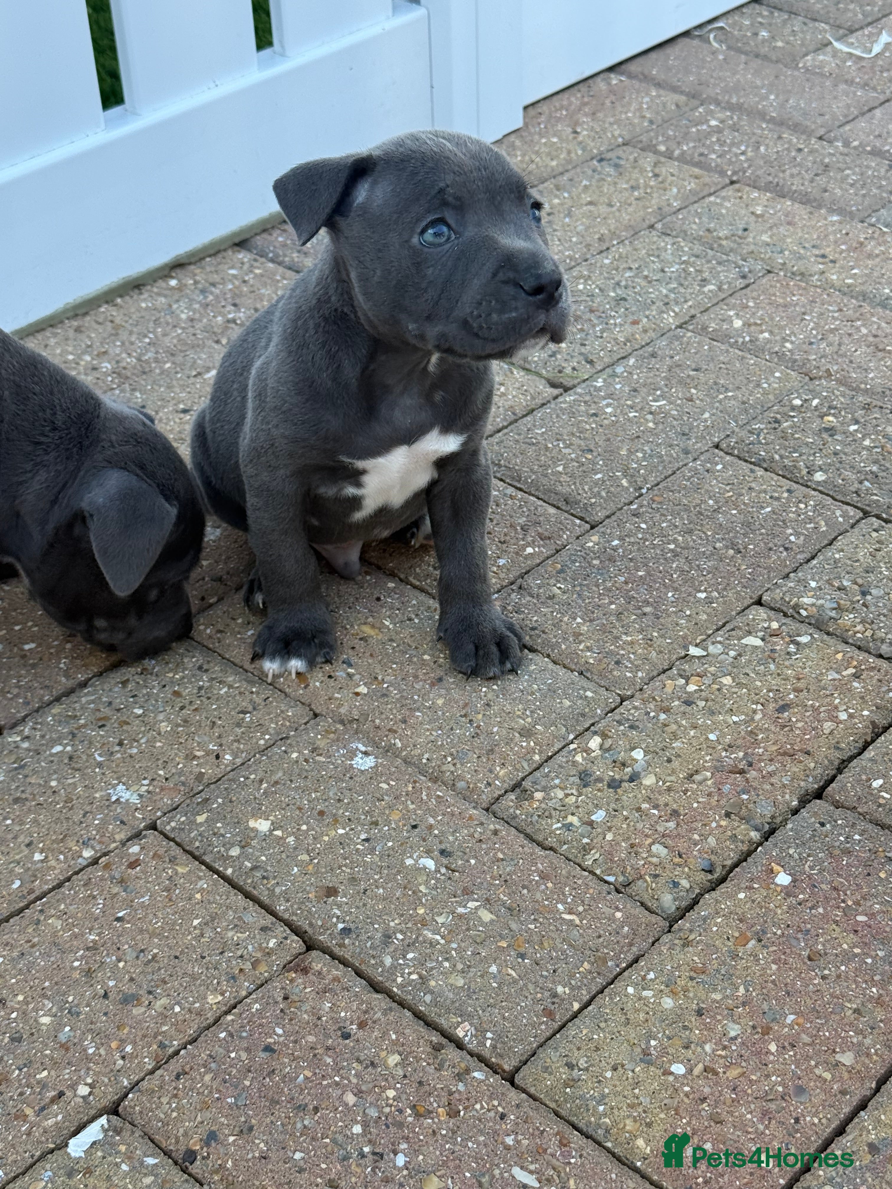 Staffordshire Bull Terrier dogs KC-Quality Blue Staffordshire Bull Terrier Puppies - Advert 2