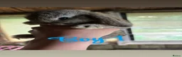 Mini Lop rabbits for sale: Mini lop babies ready to go now  - Advert 1