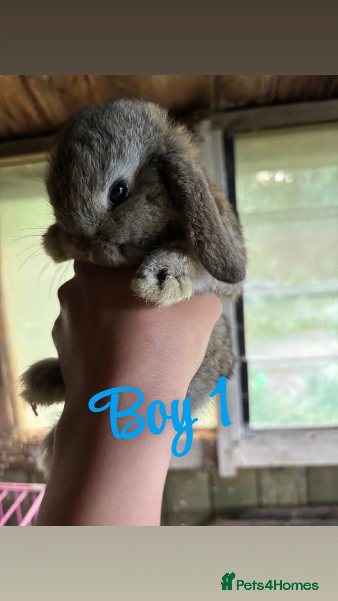 Mini Lop rabbits for sale: Mini lop babies ready to go now  - Advert 1