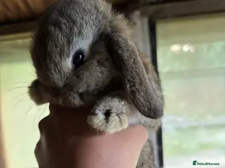 Mini Lop rabbits Mini lop babies - Advert 12