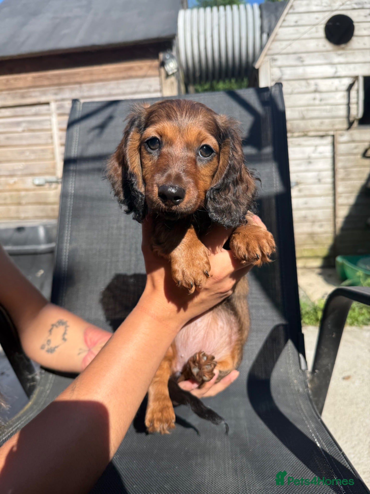 Miniature Dachshund dogs READY TO LEAVE!!! - Advert 1