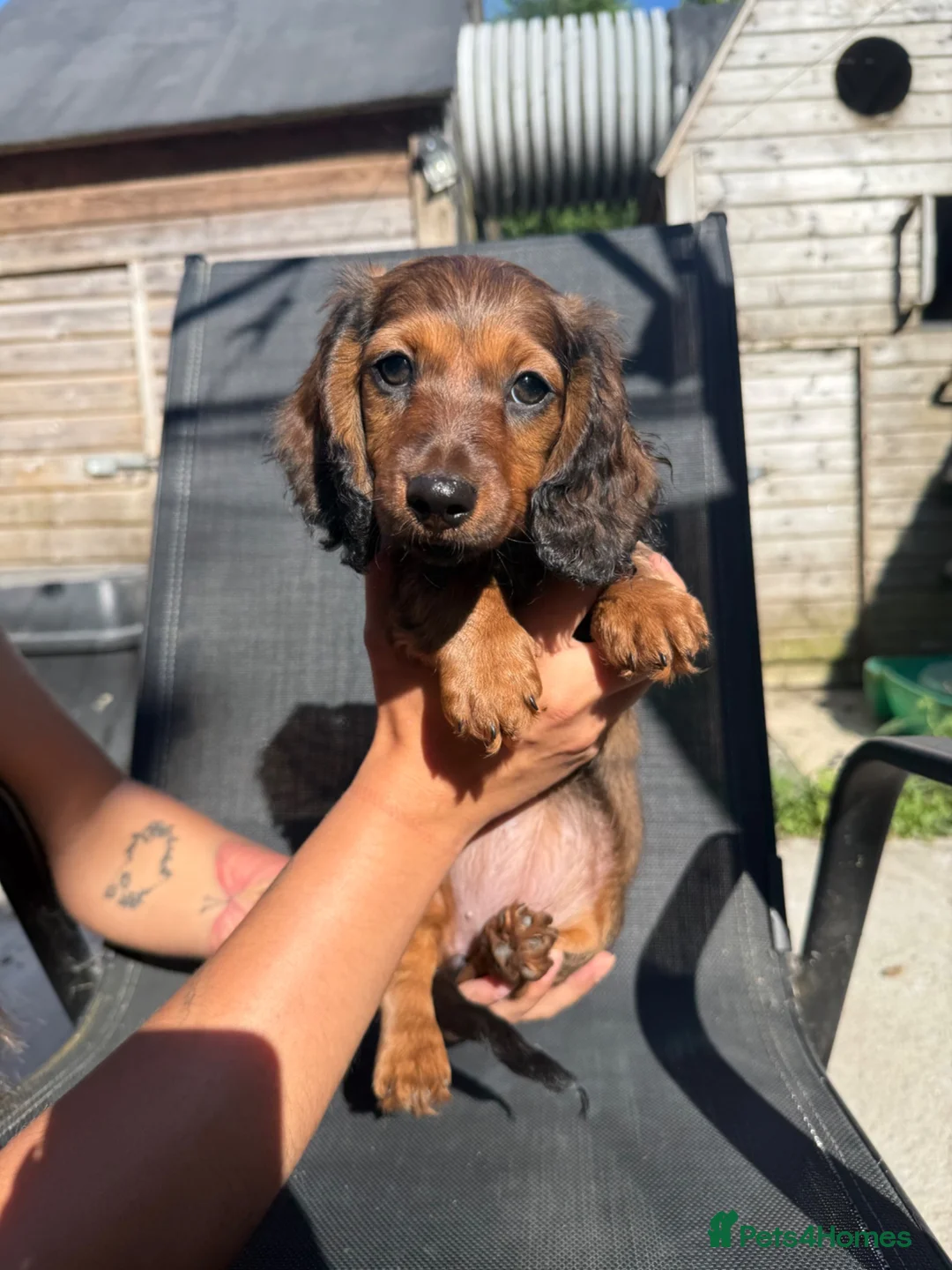 Miniature Dachshund dogs for sale: READY TO LEAVE!!! - Advert 1