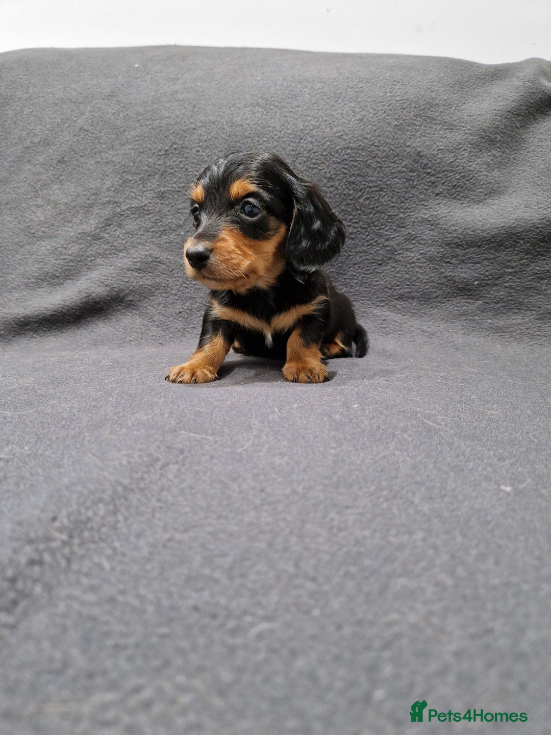 Miniature Dachshund dogs for sale: Quality KC Registered Mini Long-Haired Dachshunds  - Advert 17