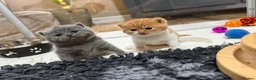 British Shorthair cats for sale: Champion GCCF British shorthair kittens - Advert 12