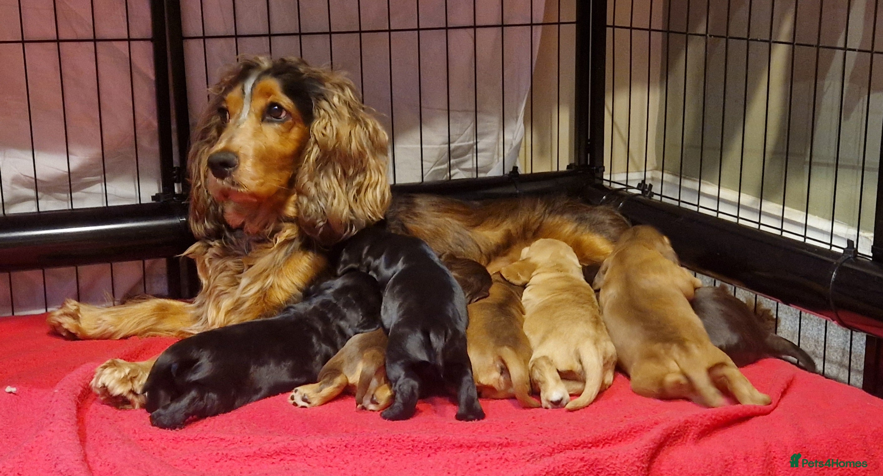 Cocker Spaniel dogs Show type Simbawood Cocker spaniel puppies  - Advert 4