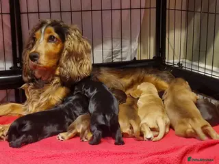 Cocker Spaniel dogs Show type Simbawood Cocker spaniel puppies - Advert 4